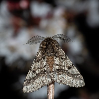 Lycia hirtaria (drsnokřídlec třešňový), PP Člupy