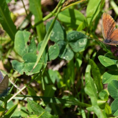 Cyaniris semiargus (modrásek lesní), SK, Štôla