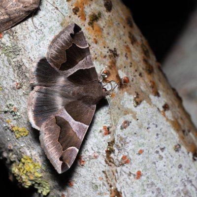 Dysgonia algira (hnědopáska temnopásá), Bratčice