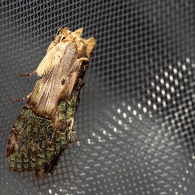 Chadisra bipars (-), TH, Khao Sok