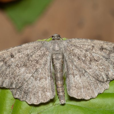 Gnophos furvata (šerokřídlec jitrocelový), Březina