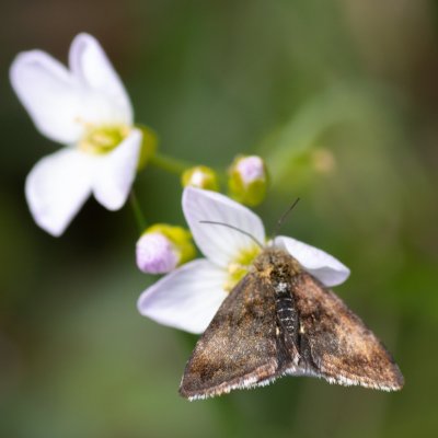 Panemeria tenebrata (blýskavka rožcová), PP Kozének