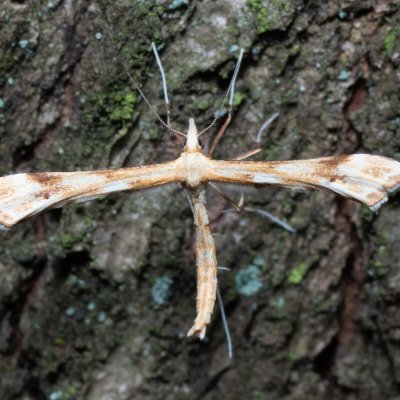 Gillmeria ochrodactyla (pernatuška vratičová), Žebětín