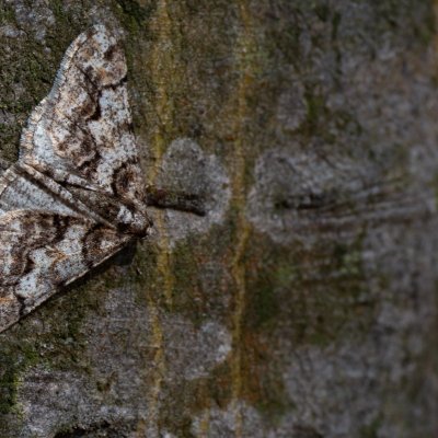 Agriopis leucophaearia (tmavoskvrnáč dubový), Žebětín