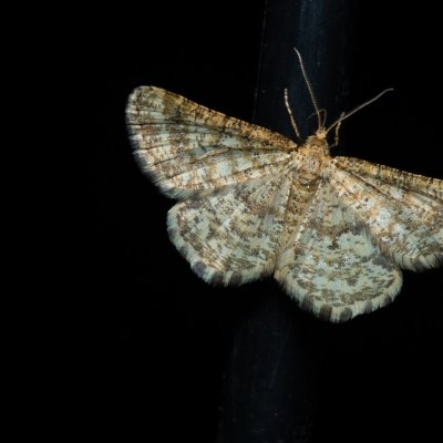 Heliomata glarearia (kropenatec žlutavý), PP Černice