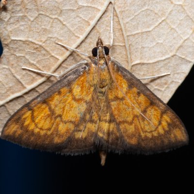 Ecpyrrhorrhoe rubiginalis (-), PP Na cvičišti