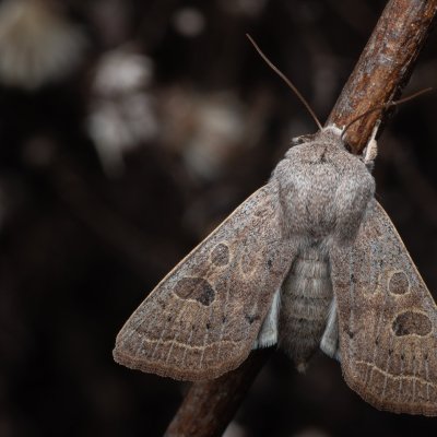 Orthosia gracilis (jarnice hladká), Lanžhot