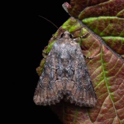 Luperina testacea (travařka hlínožlutá), PP Kamenice u Hlohovce