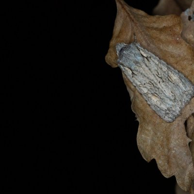 Lithophane ornitopus (dřevobarvec lesní), Žebětín