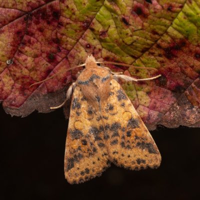 Xanthia gilvago (zlatokřídlec jilmový), Hády - odkaliště