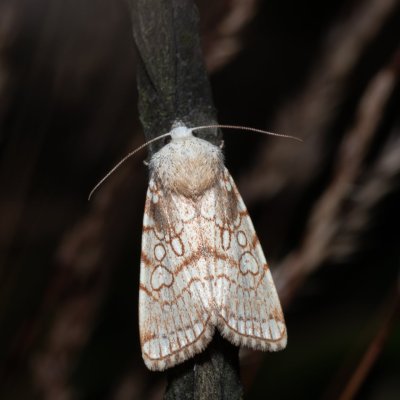 Dicycla oo (blýskavka dvouoká), NPP Pouzdřanská step - Kolby