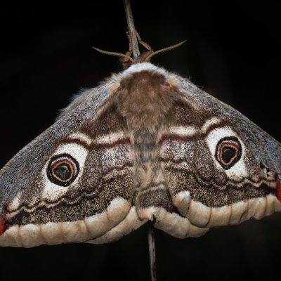 Saturnia pavoniella (martináč podobný), PR Liščí vrch