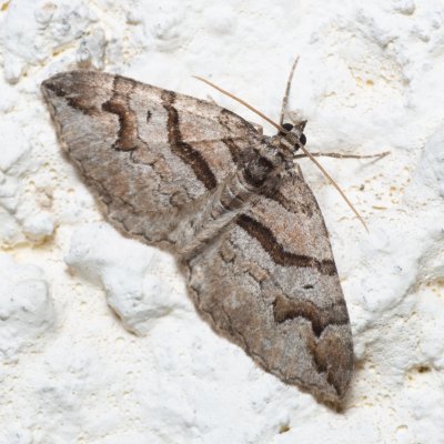 Pareulype berberata (píďalka dřišťálová), SK, Súľov-Hradná