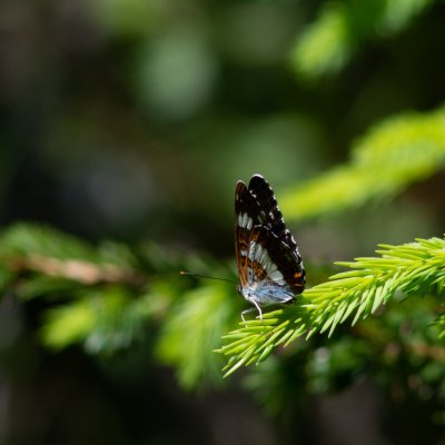 Limenitis camilla (bělopásek dvouřadý), SK, u PR Brezina, Tatry