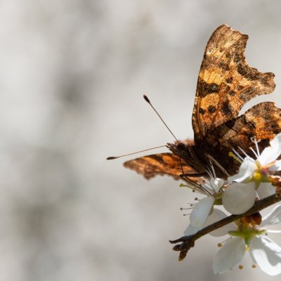 Polygonia c-album (babočka bílé c), Lelekovice
