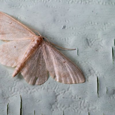 Idaea biselata (žlutokřídlec čtverotečný), SK, Štôla
