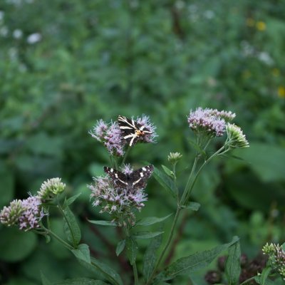 Araschnia levana (babočka síťkovaná), Euplagia quadripunctaria (přástevník kostivalový), hrad Veveří