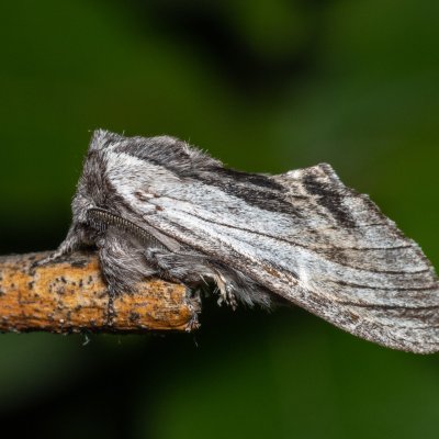 Harpyia milhauseri (hřbetozubec Milhauserův), Hády