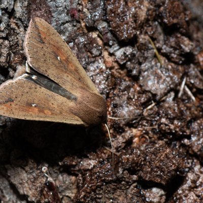 Mythimna unipuncta (plavokřídlec jižní), HR, Jablanac