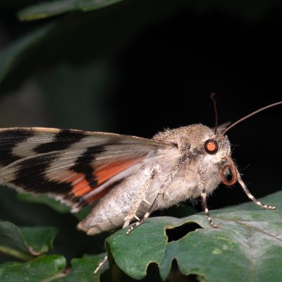 Catocala puerpera (stužkonoska vzácná), Hrušovany u Brna