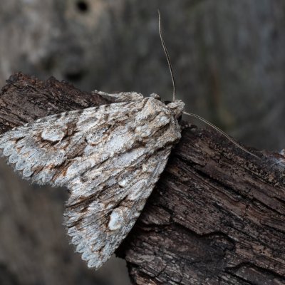 Meganephria bimaculosa (pestroskvrnka dvouskvrnná), PP Milovická stráň