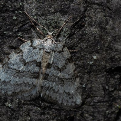 Epirrita sp., Žebětín