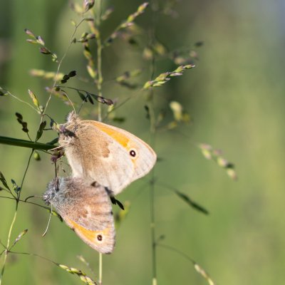 Coenonympha pamphilus (okáč poháňkový), PP Člupy
