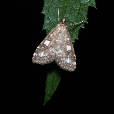 Udea olivalis (zavíječ běloskvrnný), Kateřinská jeskyně