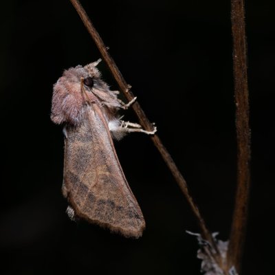 Episema tersa (jasnobarvec východní), NPP Na Adamcích