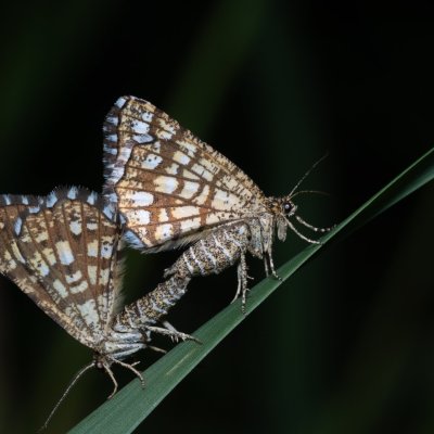 Chiasmia clathrata (kropenatec jetelový), Žebětín