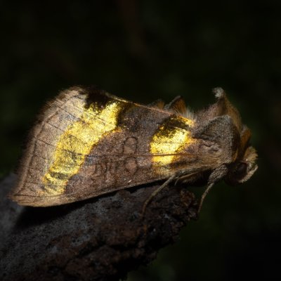 Diachrysia chrysitis (kovolesklec šedivkový), Kateřinská jeskyně