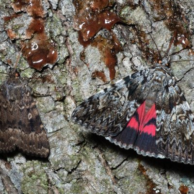 Catocala promissa (stužkonoska úzkopásá), Amphipyra pyramidea (blýskavka ořešáková), Žebětín