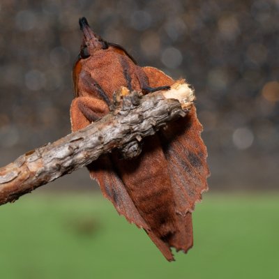 Gastropacha quercifolia (bourovec ovocný), SK, Štôla