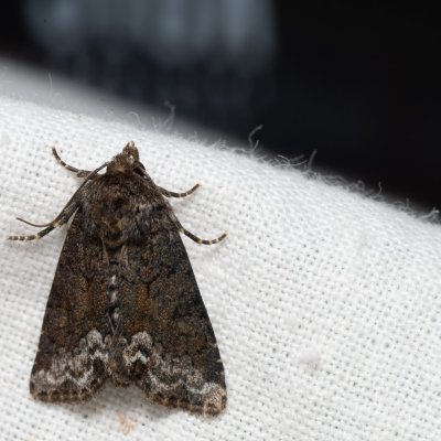 Oligia strigilis (šedavka kroužkovaná), PP Černice