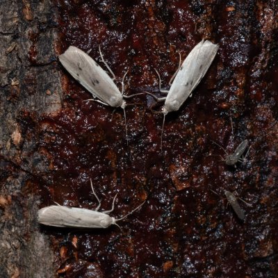 Pelosia muscerda (lišejníkovec popelavý), Hrabětice