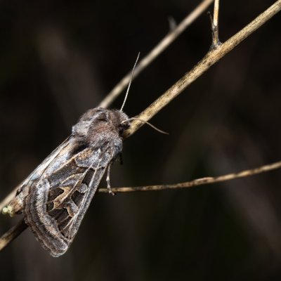 Episema glaucina (jasnobarvec západní), PP Milovická stráň