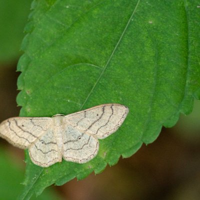 Idaea aversata (žlutokřídlec kručinkový), Podkomorské lesy