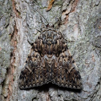 Catocala promissa (stužkonoska úzkopásá), Žebětín