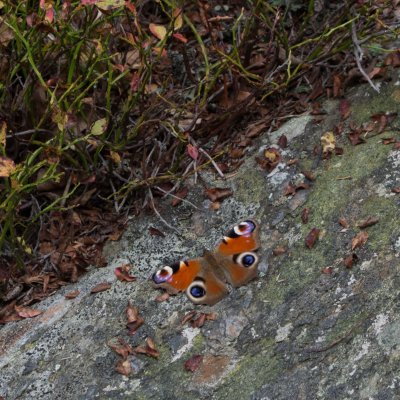 Aglais io (babočka paví oko), Ramzová