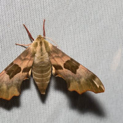 Mimas tiliae (lišaj lipový), PP Skalky u Sedlece