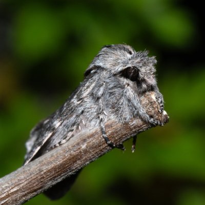 Dicranura ulmi (hřbetozubec jilmový), PP Na cvičišti