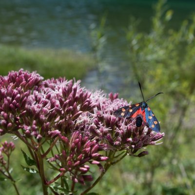 Zygaena filipendulae (vřetenuška obecná), IT, Lago del Predil