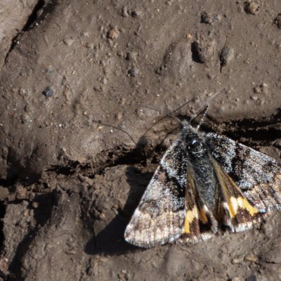 Boudinotiana puella (černoproužka topolová), Pouzdřany/Ivaň
