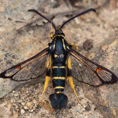 Synanthedon vespiformis (nesytka roupcová), Kamenný vrch
