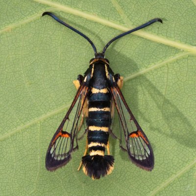 Synanthedon vespiformis (nesytka roupcová), Kamenný vrch