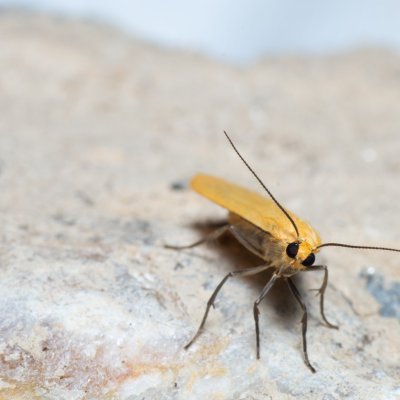 Eilema sororcula (lišejníkovec žlutý), Devět křížů