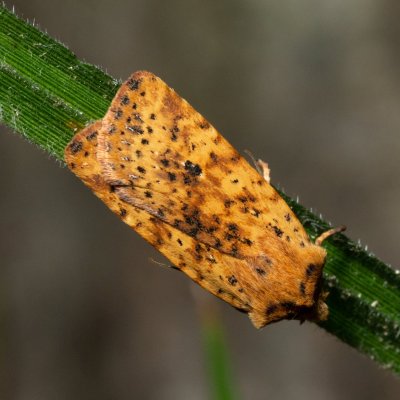 Conistra rubiginea (zimovnice rezavá), Kývalka
