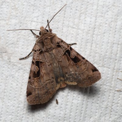 Xestia triangulum (osenice trojúhlá), Augšperský potok