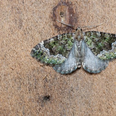 Colostygia olivata (píďalka olivová), Březina