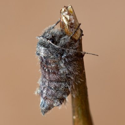 Apocheima hispidaria (drsnokřídlec dubový), Žebětín